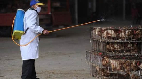 全国确诊H7N9禽流感102例 死亡20人康复12人