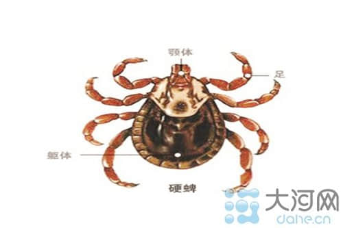 信阳近期发生疑似蜱虫咬人 具体情况医院未透露