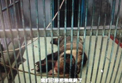 新密动物园棕熊咬死饲养员 熊发狂或因处发情期