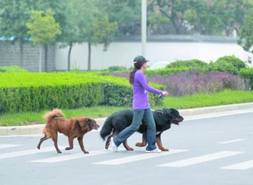 郑州上半年15466人接种狂犬疫苗 再次全城搜狗