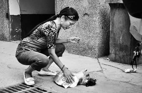 小区流浪猫被居民敲死 称猫晚上大叫影响休息