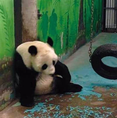 郑州动物园一只大熊猫失踪 说法不一疑死亡(图)